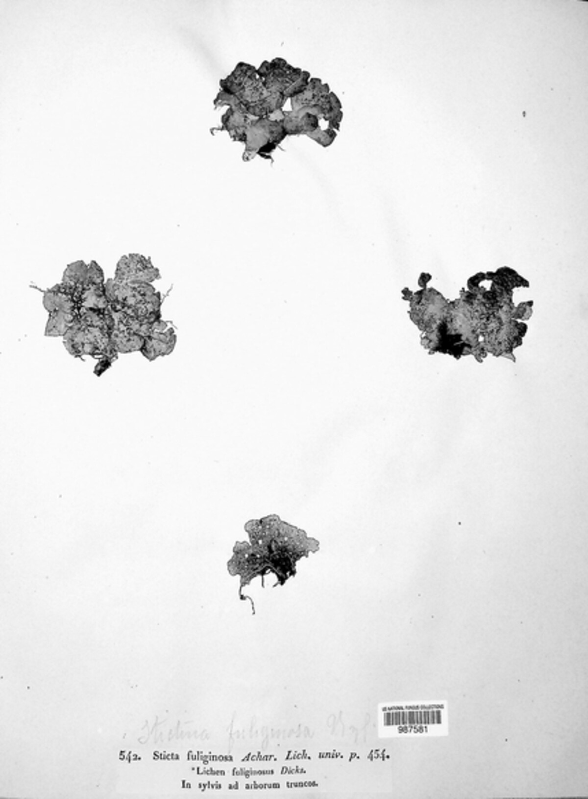 Sticta fuliginosa image
